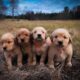 The Cutest Puppies You'll ever See in Your Life!!