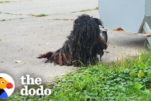 The Most Dramatic Rescue Dog Transformations | The Dodo