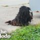 The Most Dramatic Rescue Dog Transformations | The Dodo