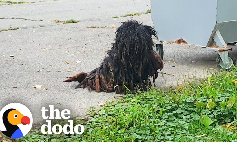 The Most Dramatic Rescue Dog Transformations | The Dodo