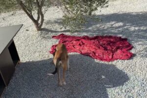 The New Dog Was Trapped in the Mountains - Takis Shelter