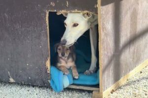 The New Mother is Recovering Together with her Puppies  ❤️‍🩹  - Takis Shelter