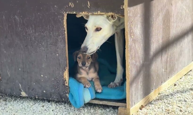 The New Mother is Recovering Together with her Puppies  ❤️‍🩹  - Takis Shelter