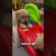 The TOP 7 cutest PUPPIES in the WORLD. #puppy #puppytiktok #puppylove #puppiesofyoutube #shorts