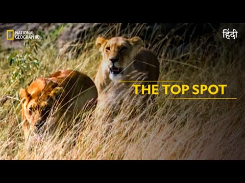 The Top Spot | Animal Fight Club | हिन्दी | Full Episode | S5 - E4 | National Geographic