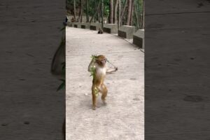 The Unbelievable Truth About Monkey Playing Videos#shorts #shortsfeed #shortsbeta