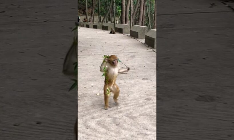 The Unbelievable Truth About Monkey Playing Videos#shorts #shortsfeed #shortsbeta