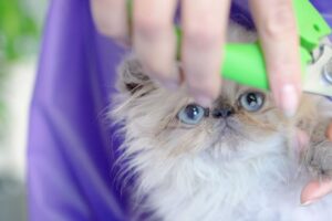 The cutest kitten ever!! I've never seen such a adorable kitten! 😻🛁✂️❤️