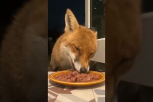 The fox was caught in a net and couldn't get out luckily, it was saved by everyone #fox #rescuefox