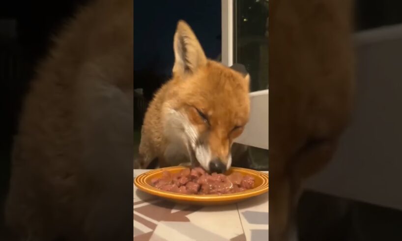 The fox was caught in a net and couldn't get out luckily, it was saved by everyone #fox #rescuefox