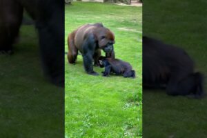 The gorilla and his baby are playing on the lawn. #cute #gorilla #animals#baby #shorts #funny