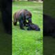 The gorilla and his baby are playing on the lawn. #cute #gorilla #animals#baby #shorts #funny