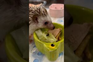 The hedgehog fell into the ditch and was luckily saved #hedgehog #rescuehedgehog #short