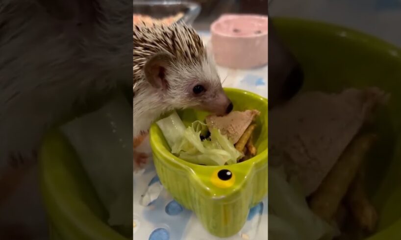 The hedgehog fell into the ditch and was luckily saved #hedgehog #rescuehedgehog #short