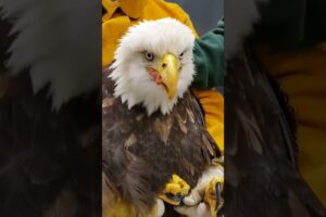 The injured eagle lying on the ground was luckily rescued #eagle #rescueeagle #short