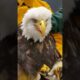 The injured eagle lying on the ground was luckily rescued #eagle #rescueeagle #short