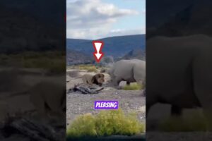 The lion fights the rhino, and here’s how it ends. #lion #rhino #animals