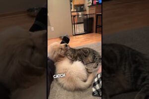 Their dog and cat have become best friends ❤️