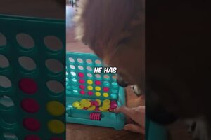 This Doggo is AMAZING At Connect Four 🐕 #shorts