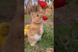 This RABBIT will MELT your HEART! #pets #shorts #doglovers #cuteanimals #cutedog #rabbit