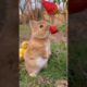 This RABBIT will MELT your HEART! #pets #shorts #doglovers #cuteanimals #cutedog #rabbit