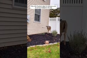 This kind man rescues a deer #shorts