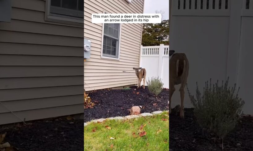 This kind man rescues a deer #shorts