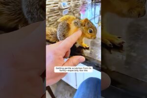 This young woman rescues a baby squirrel 😘