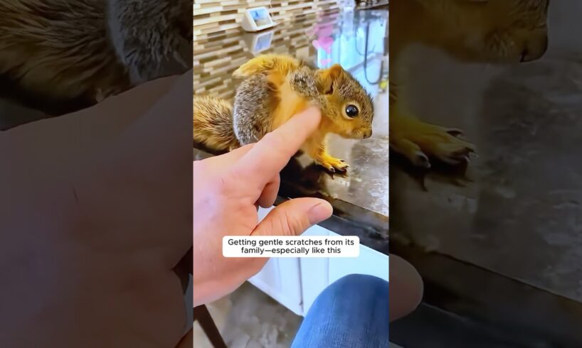 This young woman rescues a baby squirrel 😘