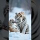 Tiger is Playing with his Cub #tiger #snow #wild #animals #trending