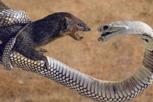 Top 10 Jaw-Dropping Snake Moments: Epic Hunts and Fierce Fights |  Animal Planet