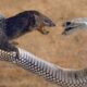 Top 10 Jaw-Dropping Snake Moments: Epic Hunts and Fierce Fights |  Animal Planet