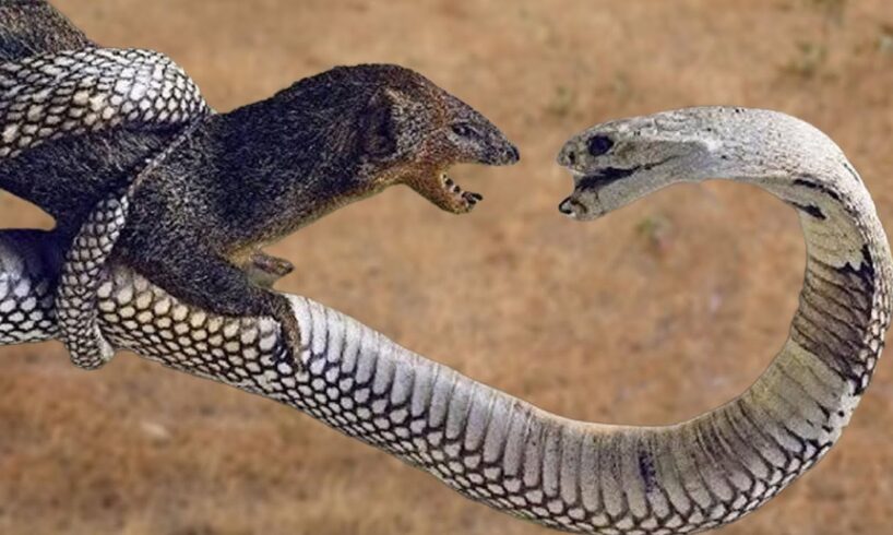 Top 10 Jaw-Dropping Snake Moments: Epic Hunts and Fierce Fights |  Animal Planet