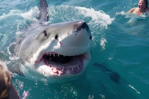 Top 10 Most Dangerous Shark Attacks Caught On Camera