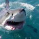 Top 10 Most Dangerous Shark Attacks Caught On Camera