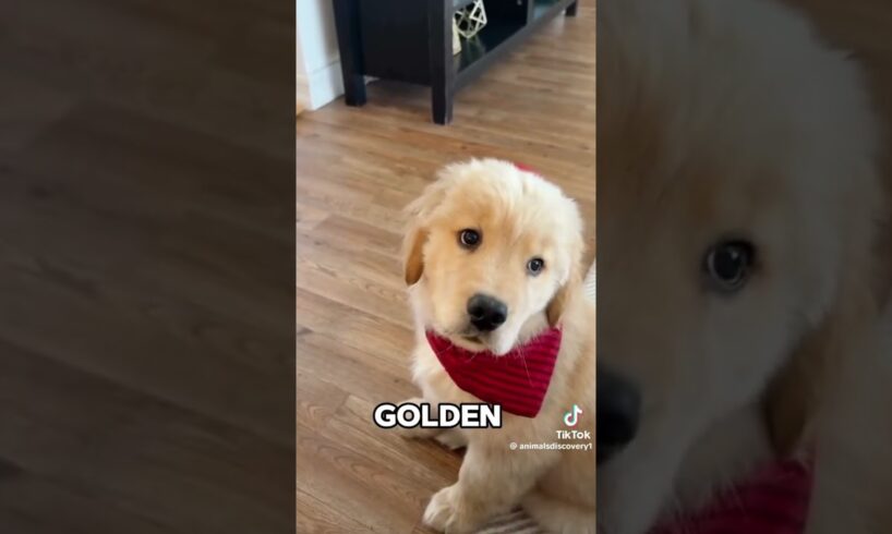 Top 10 cutest puppies in the world (part 1)🐶 #trending #subscribe #puppies #doglovers #viralshorts