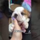 Top 10 cutest puppies (part 2)🐶 #trending #subscribe #puppies #doglovers #cute #viralshorts #viral