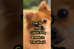 Top 10 most cutest dog breeds in the world 🐶🐕 | beautiful dogs in the world  #short #dogs