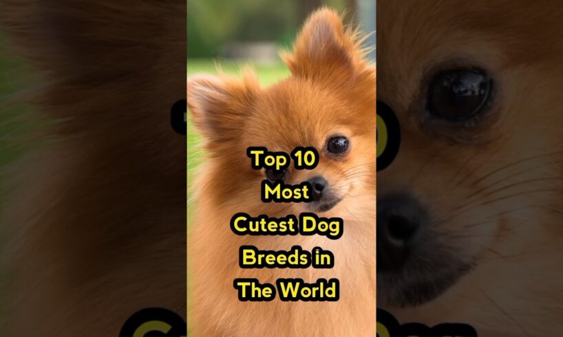 Top 10 most cutest dog breeds in the world 🐶🐕 | beautiful dogs in the world  #short #dogs