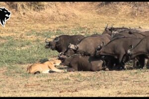 Tragic End When Lion Messed With The Wrong Animals | Animal Fighting