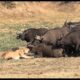 Tragic End When Lion Messed With The Wrong Animals | Animal Fighting