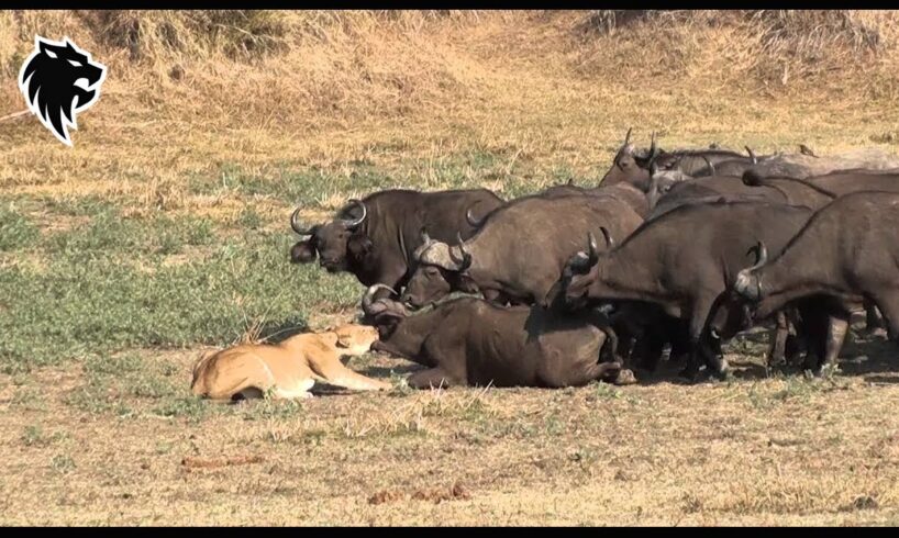 Tragic End When Lion Messed With The Wrong Animals | Animal Fighting