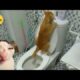 Try Not To Laugh Cats And Dogs Videos 😁 - BEST Funny Animal 2024 🥰 #355