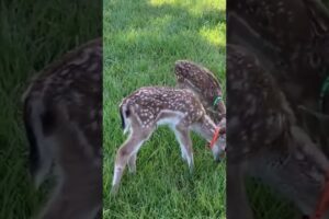 Two baby deer standing in heavy rain were luckily saved by a kind man #deer #rescuedeer #shorts