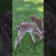 Two baby deer standing in heavy rain were luckily saved by a kind man #deer #rescuedeer #shorts