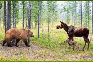 Unbelievable Moments When Bear Attack Gone Wrong Caught On Camera | Animal Fighting