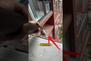 VIRAL! Moments of CAT RESCUE from Tall Building! What Happened was SHOCKING!🐱  #shorts #rescue #cats