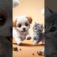 WOW! A miniature pets playing! #fnf #cute #cuteanimals #viralvideo #ai #animals #puppy #kitten