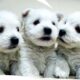 West Highland Terrier Puppies(Westie): Athletic Skills & Outdoor Adventure | Too Cute| Animal Planet