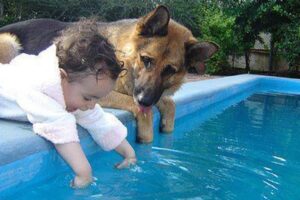 When your dog becomes the trusted nanny - Cute Moments Dog and Human